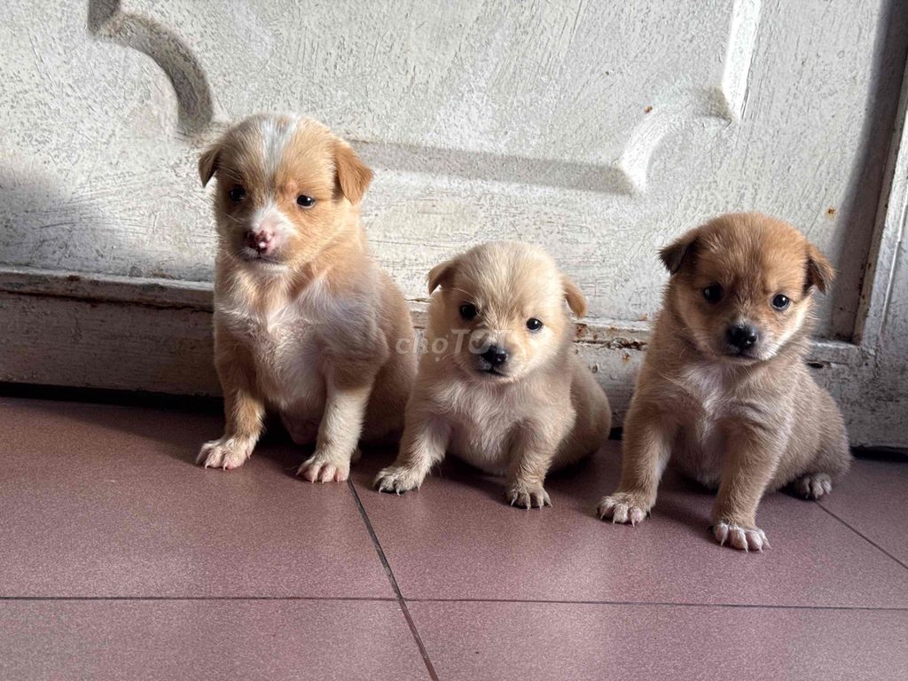 Chó nhật lai nhà nuôi. Mua bán Chó tại Quận 8 Tp Hồ Chí Minh được đăng bởi Phan hung tam hình 7