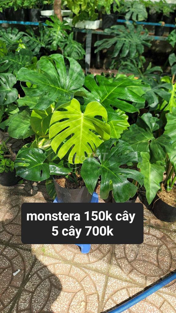 Cây cảnh Monstera Xanh lá. Mua bán Cây cảnh, đồ trang trí tại Quận Cái Răng Cần Thơ được đăng bởi Mê kiểng lá  hình 1