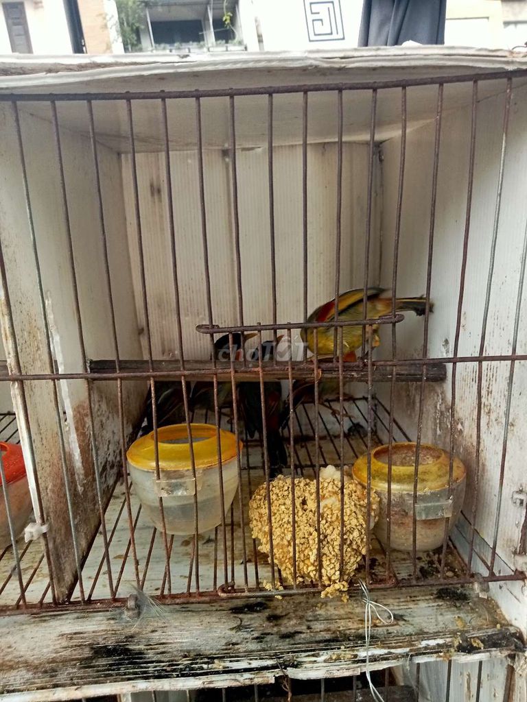 Trại thụy phuơng bán chim quế Lâm. Mua bán Chim tại Huyện Đông Anh Hà Nội được đăng bởi tổng kho gia dụng  hình 5