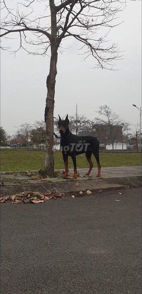 Cần tìm chủ mới cho chó Doberman vì bận công việc. Mua bán Chó tại Huyện Bình Xuyên Vĩnh Phúc được đăng bởi Nguyễn Huy Hoàng hình 2