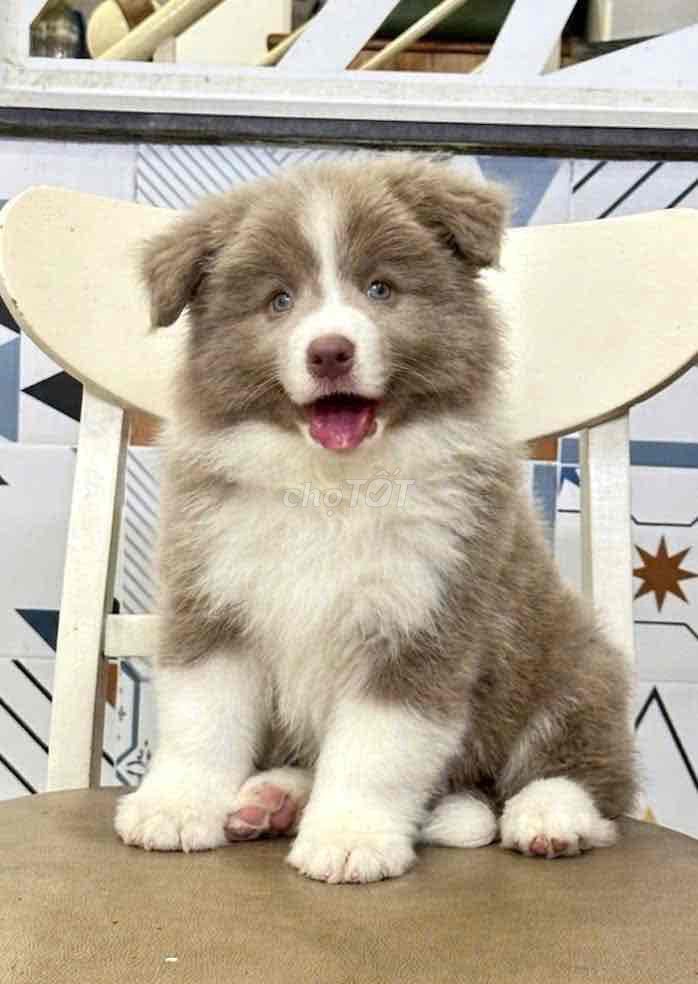 Chó Border Collie - Màu Blue - Socola. Mua bán Chó tại Quận 7 Tp Hồ Chí Minh được đăng bởi Lộc hình 1