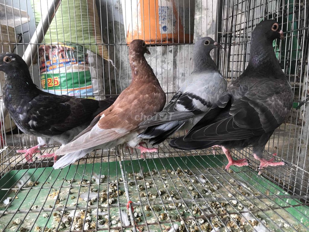 Bồ câu nhiều màu. Mua bán Chim tại Quận 6 Tp Hồ Chí Minh được đăng bởi Hoàng sơn  hình 1