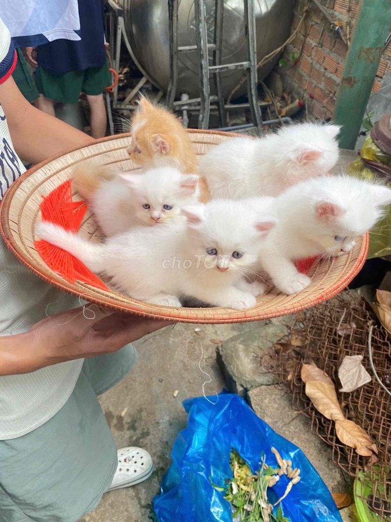 Mèo lai Anh lông dài Trắng, vàng. Mua bán Mèo tại Thành phố Nha Trang Khánh Hòa được đăng bởi Ngocc Thanhh hình 1