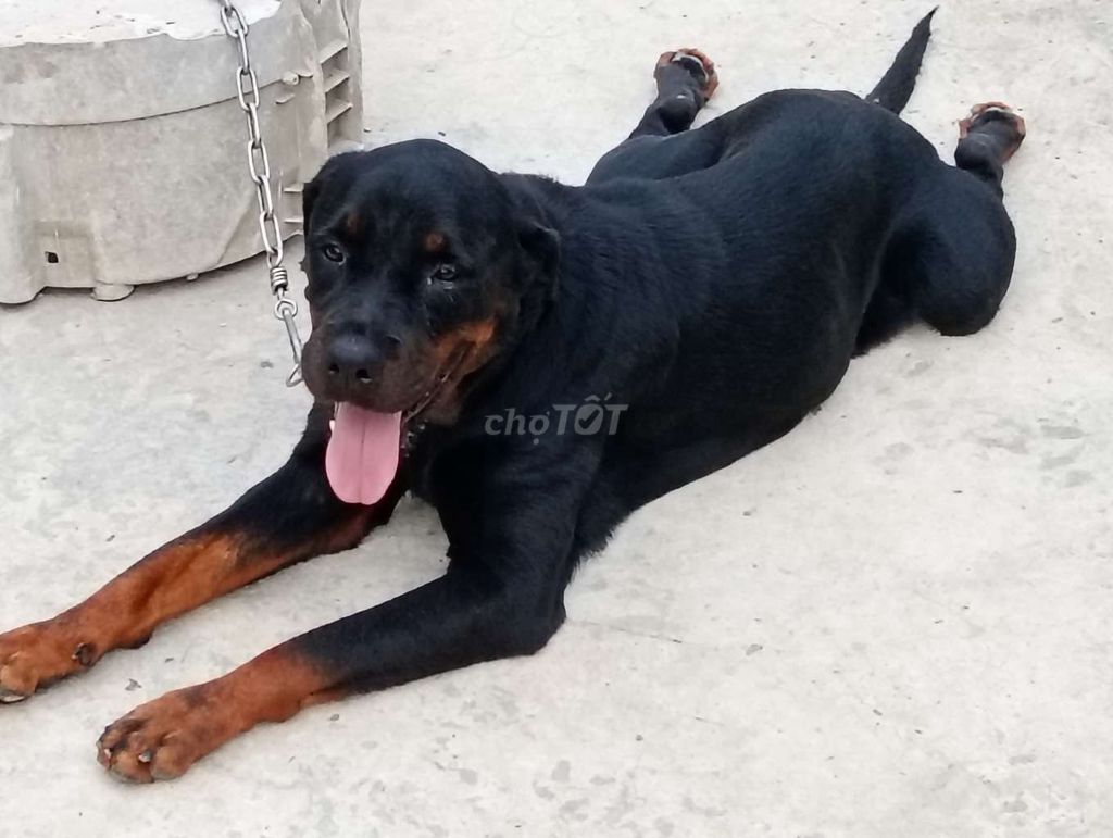 Chó Rottweiler cái Đen vàng. Mua bán Chó tại Huyện Hóc Môn Tp Hồ Chí Minh được đăng bởi Nhân Rottweiler  hình 1