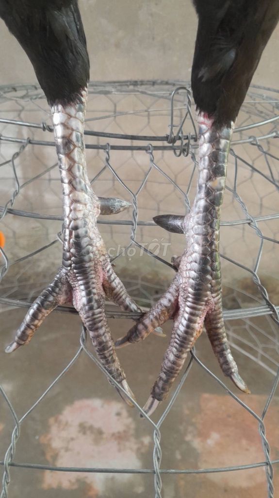 Gà chọi Đen Đỏ đực 2.8kg. Mua bán Gà tại Thành phố Rạch Giá Kiên Giang được đăng bởi Tâm hình 1