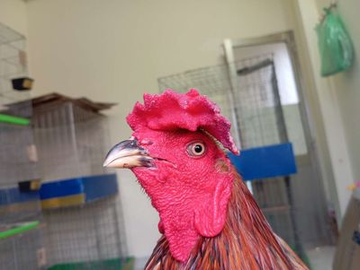 Xám chân xanh 8móng đen có thành tích trạng 3kg6. Mua bán Gà tại Quận 8 Tp Hồ Chí Minh được đăng bởi phương shop cán đẹp