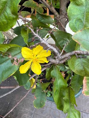 Chó cỏ trên 20kg