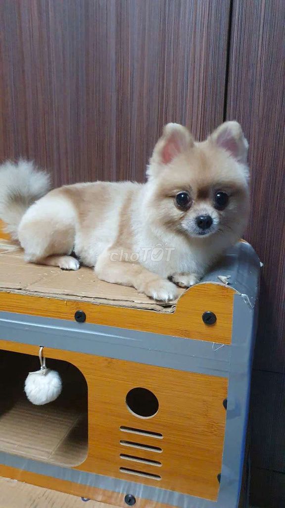 Chó Phốc Sóc nâu vàng hơn 1 tuổi. Mua bán Chó tại Quận 3 Tp Hồ Chí Minh được đăng bởi Thùy Dương hình 1