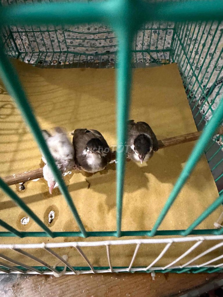 cả 3 bé ae nhé. Mua bán Chim tại Quận Hoàng Mai Hà Nội được đăng bởi A Bon hình 1
