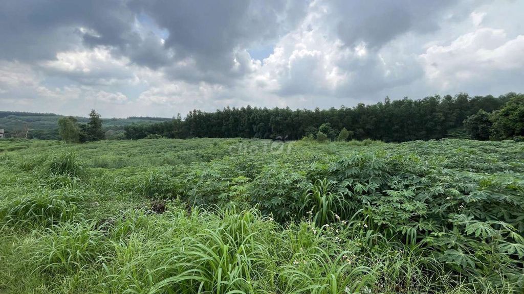 Chính chủ bán 6,100m2 Đất làm kho bãi,Sân Bay Long Thành, 2,5 tỷ 1 sào