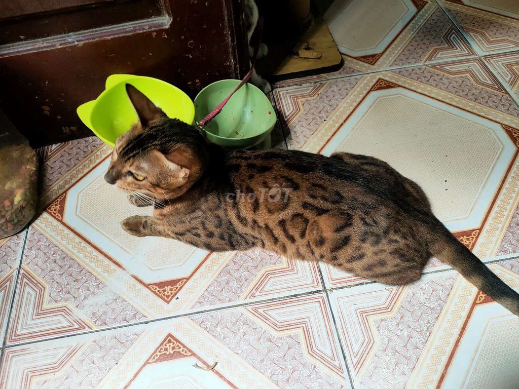 Mèo Bengal Nâu đốm. Mua bán Mèo tại Quận Hai Bà Trưng Hà Nội được đăng bởi Duy Lê hình 1