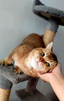 HCM Vũng Tàu bán mèo tai cụp có gen golden giá rẻ. Mua bán Mèo tại Quận 5 Tp Hồ Chí Minh được đăng bởi Miss An