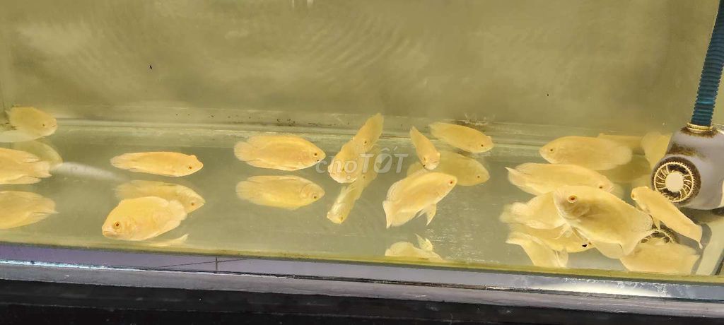 Cá tai tượng Abino Trắng vàng 2-4 ngón. Mua bán Thú cưng khác tại Thành phố Nha Trang Khánh Hòa được đăng bởi A My hình 1