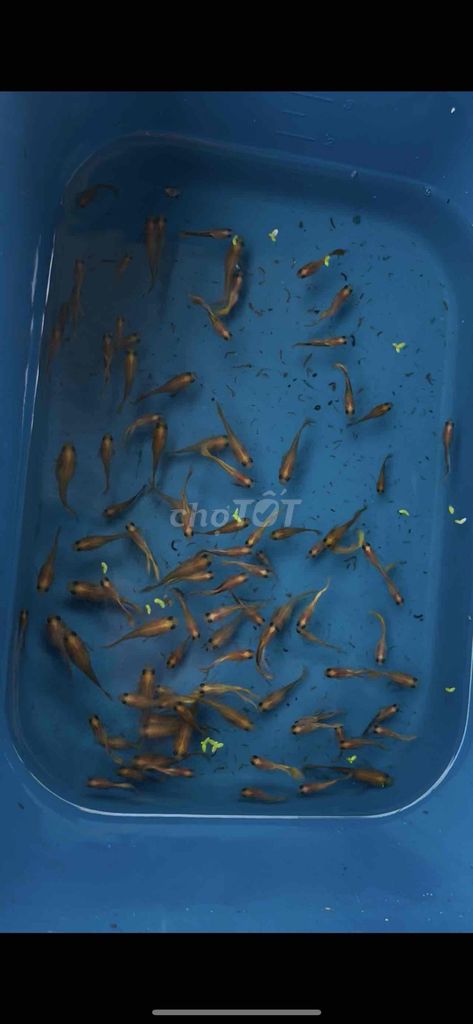 80-90 con cá thuỷ sinh. Mua bán Thú cưng khác tại Thành phố Cao Lãnh Đồng Tháp được đăng bởi Tấn Đạt hình 1