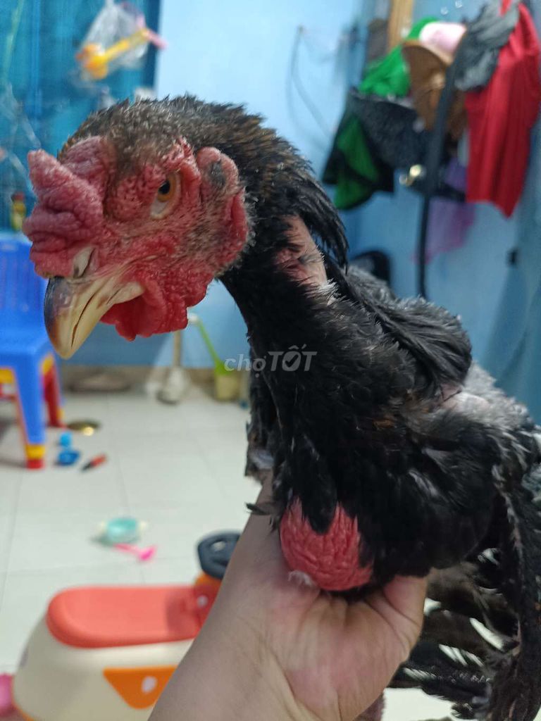 Gà Đông Tảo lai Trống Chân to. Mua bán Gà tại Quận Bình Tân Tp Hồ Chí Minh được đăng bởi Kem Béo hình 1