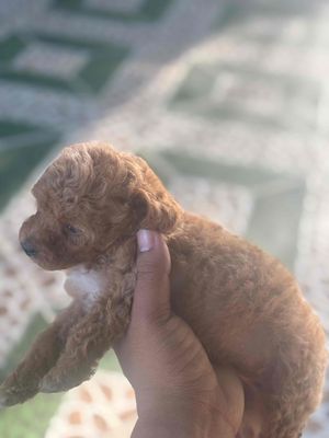 Chó poodle con thuần chủng 45 ngày. Mua bán Chó tại Thành phố Cam Ranh Khánh Hòa được đăng bởi My Tike Son
