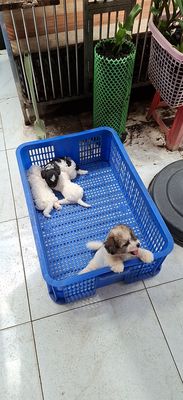 Rã bầy cún con. Mua bán Chó tại Quận 7 Tp Hồ Chí Minh được đăng bởi tran nguyen ngoc khanh