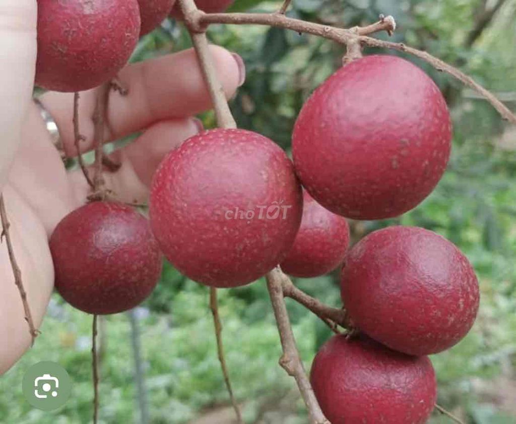 Cây giống Nhãn xuồng tím. Mua bán Cây cảnh, đồ trang trí tại Huyện Cái Bè Tiền Giang được đăng bởi Võ Minh Luân hình 1
