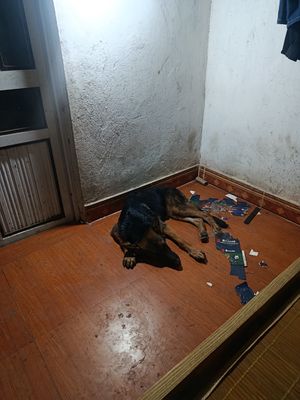 Chó becgie đức 4 tháng tiêm chủng đầy đủ 