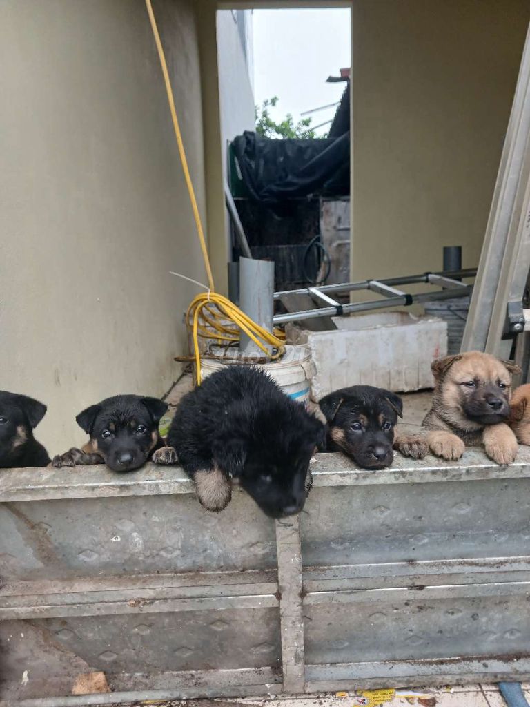 đàn cún baby siêu đáng iu. Mua bán Chó tại Huyện Mê Linh Hà Nội được đăng bởi Táo Xoài hình 1