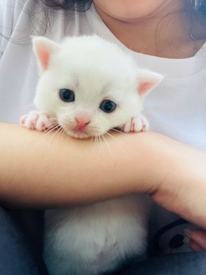 Combo 4 Mèo Anh lông ngắn Trắng