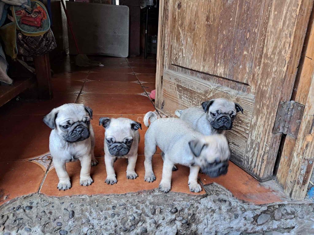 pug mặt xệ. Mua bán Chó tại Quận Cẩm Lệ Đà Nẵng được đăng bởi Anh Pet Shop hình 2