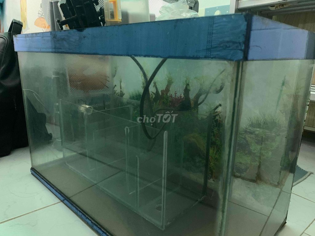 Hồ cá + máy bơm + máy cho ăn tự động. Mua bán Phụ kiện, Thức ăn, Dịch vụ tại Quận Bình Tân Tp Hồ Chí Minh được đăng bởi Cô Út hình 1