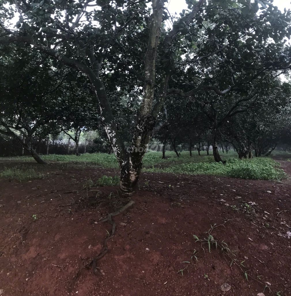 CHÍNH CHỦ BÁN GẤP VƯỜN ĐIỀU PHƯỜNG HẮC DỊCH. Mua bán Đất tại Thị xã Phú Mỹ Bà Rịa - Vũng Tàu được đăng bởi Nguyễn Đình Khiêm hình 5