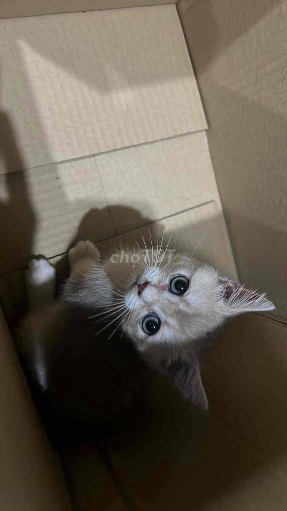 Mèo Golden 3 tháng tuổi xanh đen. Mua bán Mèo tại Quận Liên Chiểu Đà Nẵng được đăng bởi Minh Trí Võ hình 1