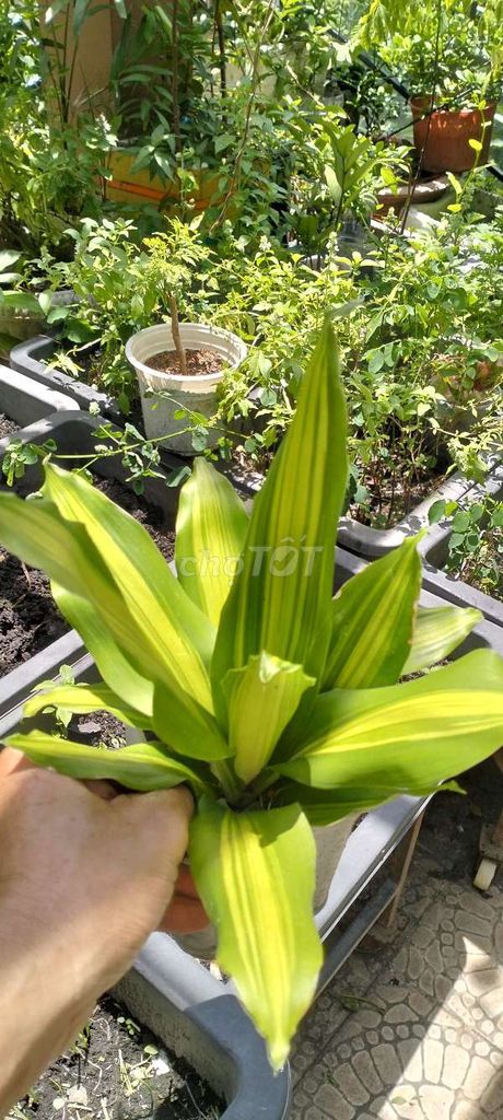Cây Phát Tài Thiết Mộc Lan Xanh Vàng. Mua bán Cây cảnh, đồ trang trí tại Quận Tân Bình Tp Hồ Chí Minh được đăng bởi Pham Đinh Duyên hình 1