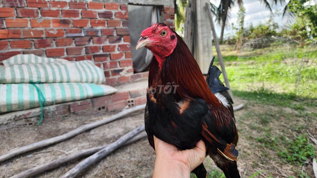 Điều chân trắng 1kg950. Mua bán Gà tại Huyện Long Hồ Vĩnh Long được đăng bởi Duy tân Trần hình 1