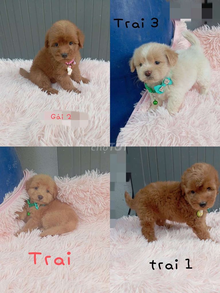 Nhật xù  lai poodle. Mua bán Chó tại Quận Bình Tân Tp Hồ Chí Minh được đăng bởi Gem hình 1