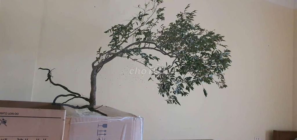Cây muội 95cm tán 1 mét. Mua bán Cây cảnh, đồ trang trí tại Huyện Thanh Liêm Hà Nam được đăng bởi Công Minh hình 1
