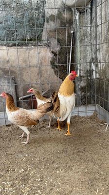 mỹ simon. Mua bán Gà tại Quận 8 Tp Hồ Chí Minh được đăng bởi Tấn Sang