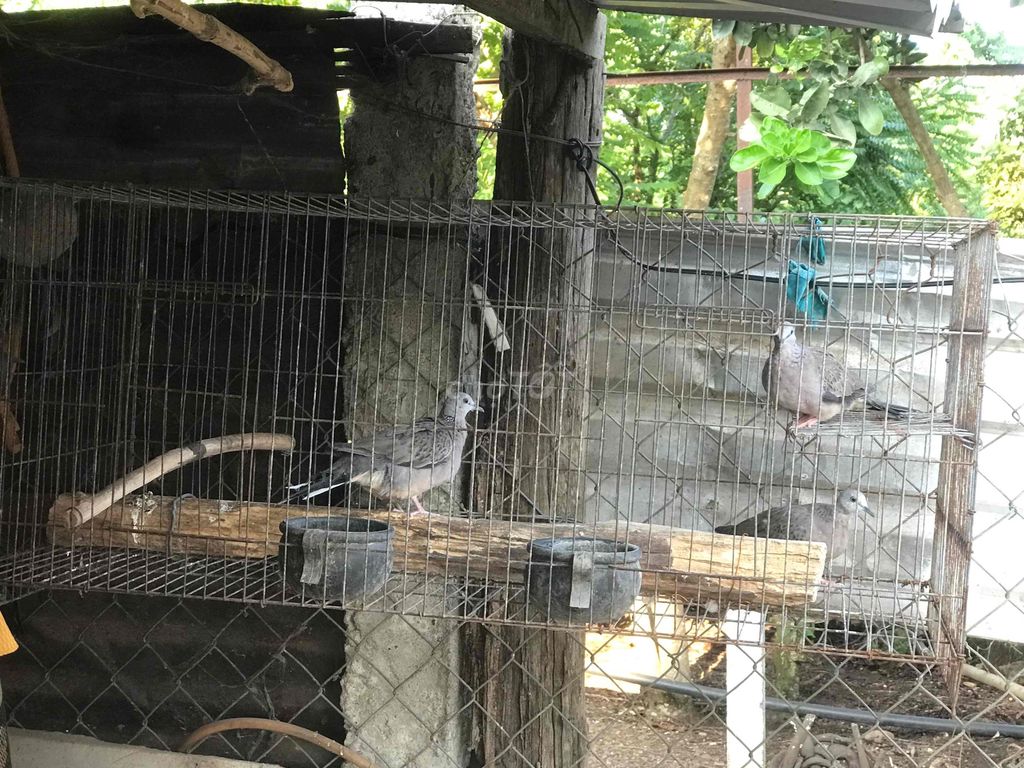 Chim cu gáy To 3 con. Mua bán Chim tại Huyện Cư M'gar Đắk Lắk được đăng bởi Vũ Quyết Thắng hình 1