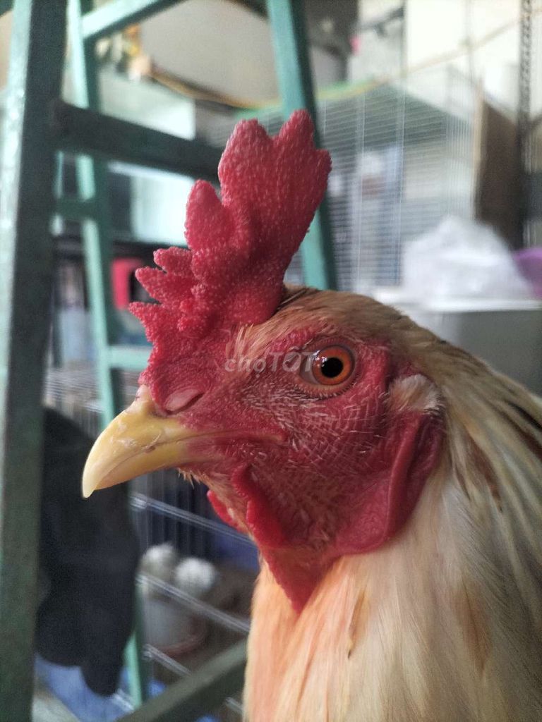 Gà bướm đang thay lông. Mua bán Gà tại Huyện Phú Tân An Giang được đăng bởi Hoàng Loan  hình 1