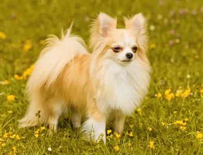 Chó Chihuahua Lông dài Cái Tơ Thuần Chủng