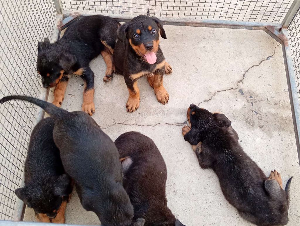 Chó Rottweiler Đực, Cái đã tiêm. Mua bán Chó tại Thành phố Biên Hòa Đồng Nai được đăng bởi Nhân Rottweiler  hình 1