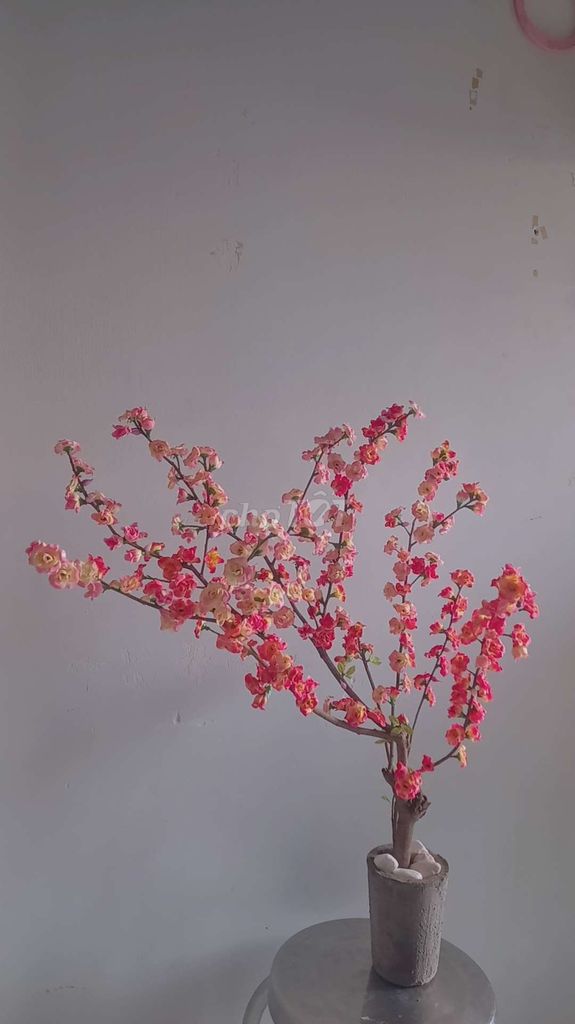 Cây đào osaka 1304-2137. Mua bán Cây cảnh, đồ trang trí tại Quận Bình Tân Tp Hồ Chí Minh được đăng bởi Thành Luân hình 1