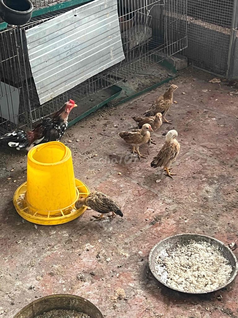 Gà chíp cộc Mơ vàng. Mua bán Gà tại Huyện Đông Anh Hà Nội được đăng bởi nguyễn thành công hình 1