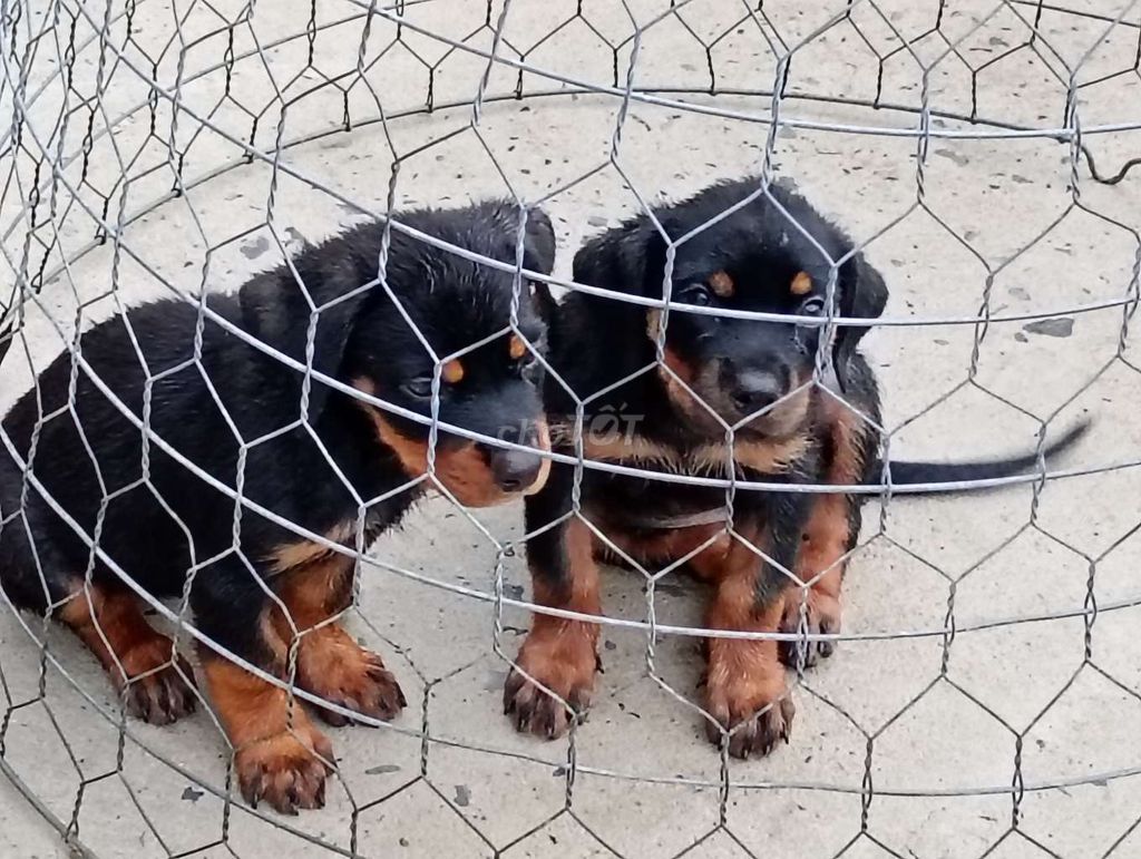 Chó Rottweiler 40-60kg đã chích ngừa. Mua bán Chó tại Thành phố Bảo Lộc Lâm Đồng được đăng bởi Nhân Rottweiler  hình 1