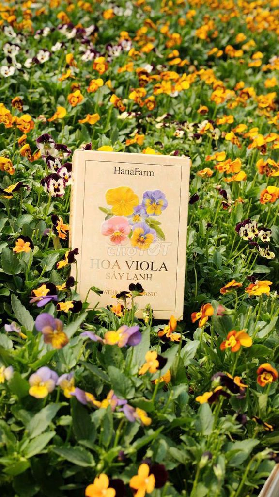 Hoa Viola. Mua bán Cây cảnh, đồ trang trí tại Thành phố Đà Lạt Lâm Đồng được đăng bởi Diệp Huy hình 1