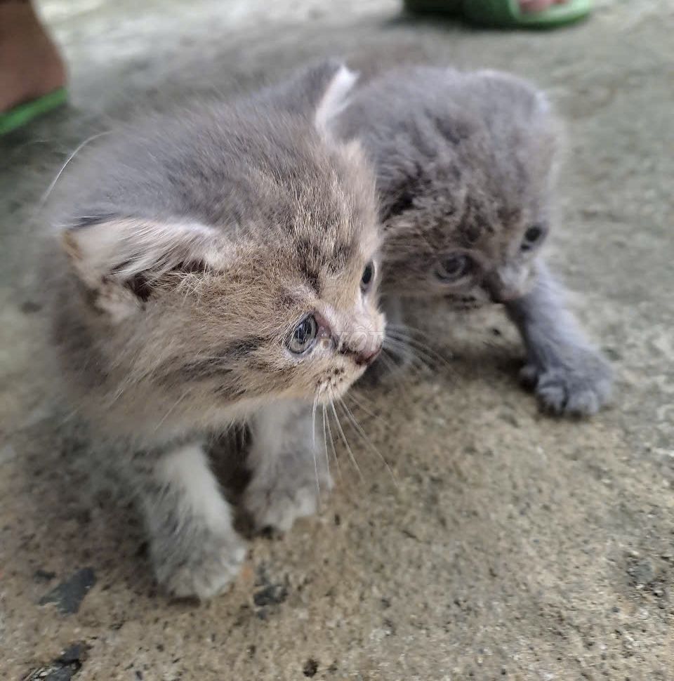 2 bé mèo nhà mình 1 tai cụp 1 tai bình thường. Mua bán Mèo tại Huyện Bù Đăng Bình Phước được đăng bởi Caro hình 4
