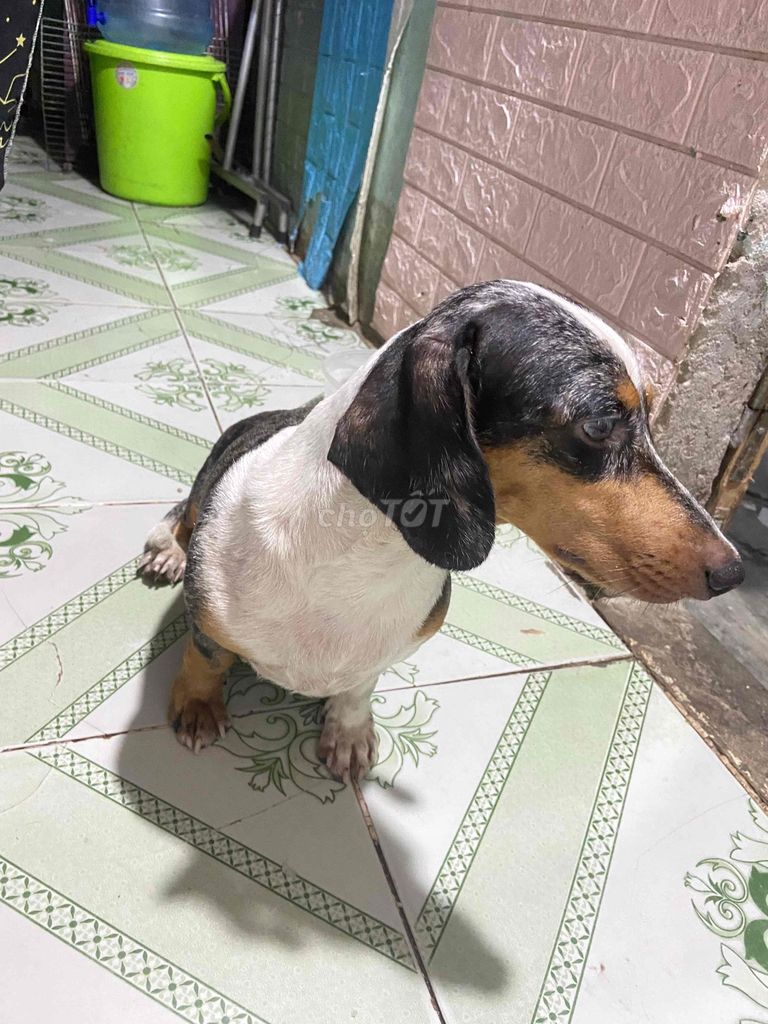 Chó Dachshund cái Đen, trắng, nâu đã tiêm phòng. Mua bán Chó tại Quận Liên Chiểu Đà Nẵng được đăng bởi Hồ Nhật hình 1