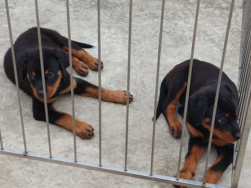 Chó Rottweiler.Chuẩn BHoà