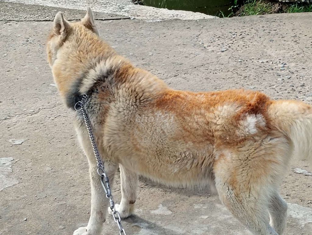 Chó Husky Vàng kem Đực Lông bóng dợn. Mua bán Chó tại Huyện Củ Chi Tp Hồ Chí Minh được đăng bởi Nhân Rottweiler  hình 1