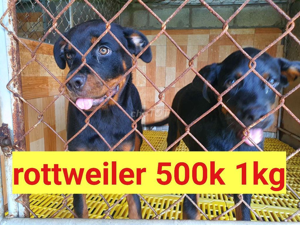 VT 500k 1kg chó Rottweiler thuần chủng secbi