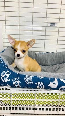 Chó Chihuahua trai 3 tháng đã tiêm