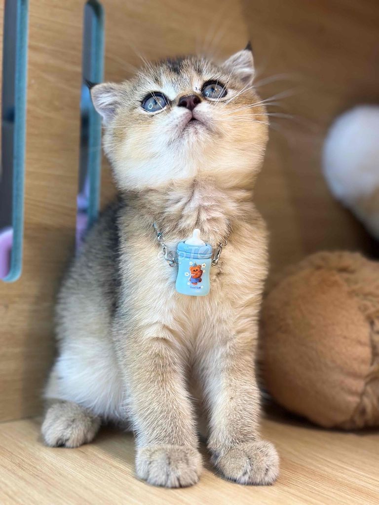 Mèo golden tai cụp. Mua bán Mèo tại Quận Ninh Kiều Cần Thơ được đăng bởi Bu pets hình 1
