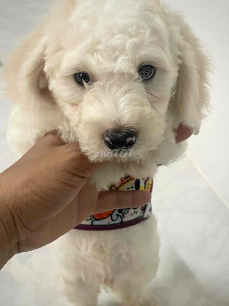 chó poodle trắng kem thuần chủng (size tiny)